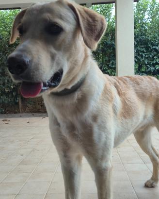 Cucciolo cane incrocio golden