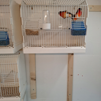 Cardinalini del Venezuela