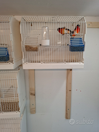 Cardinalini del Venezuela