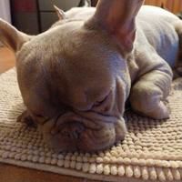 Stallone bulldog francese esotico