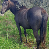 Cavalla andalusa nera