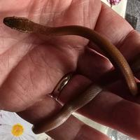 Boaedon fuliginosus Red Kenya