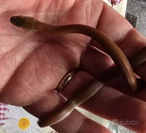 Boaedon fuliginosus Red Kenya