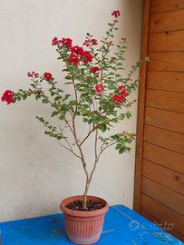Lagerstroemia indica rossa bonsai