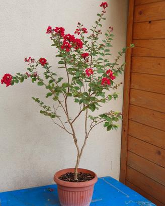 Lagerstroemia indica rossa bonsai