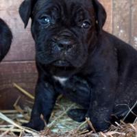 Cuccioli di cane corso