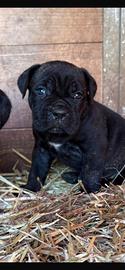 Cuccioli di cane corso