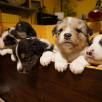 ? Cuccioli Pastore Australiano con Pedigree - Dis