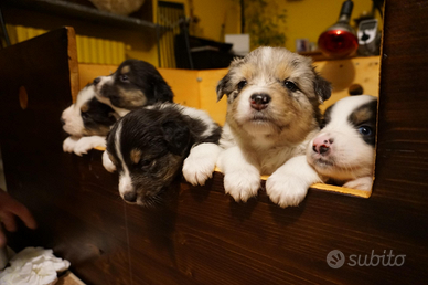 ? Cuccioli Pastore Australiano con Pedigree - Dis