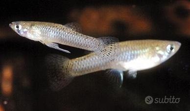 Gambusia pesci laghetto