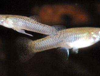 Gambusia pesci laghetto