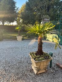 Palme in vaso