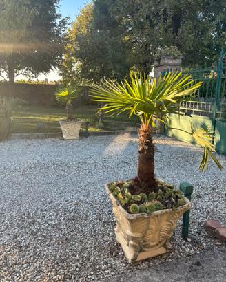 Palme in vaso