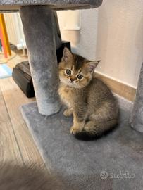 Cuccioli di Scottish Straight