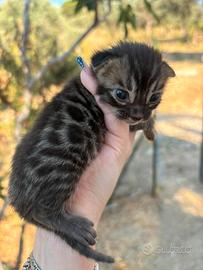 Gattino bengala
