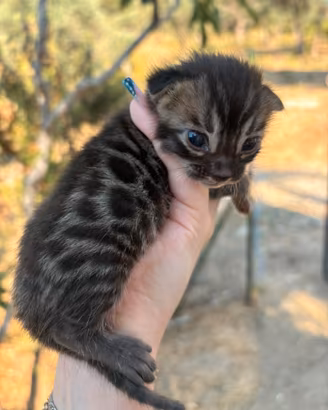Gattino bengala