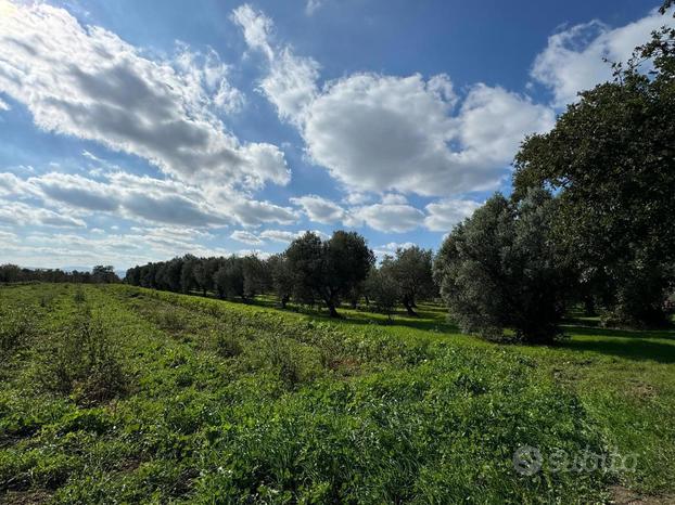 Terreno Agricolo San Salvo [Cod. rif 3212540VRG]