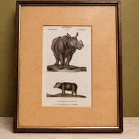 quadro vintage rinoceronte e tapiride 