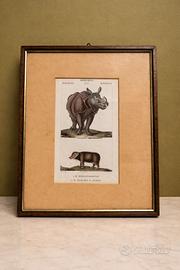 quadro vintage rinoceronte e tapiride 