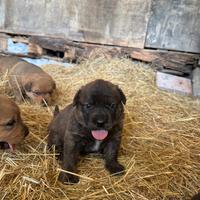 Cuccioli incrocio rottweiler