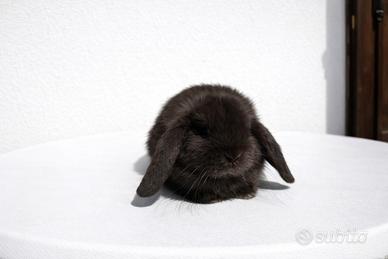 Cucciolo di coniglio ariete nano marrone