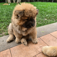 Chow Chow femmina