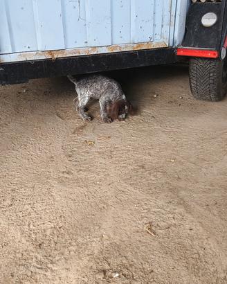 cane da caccia spinone 
