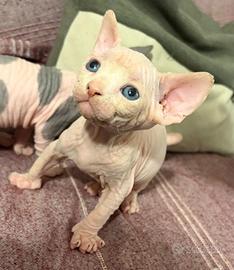 Sphynx