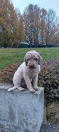 lagotto romagnolo 