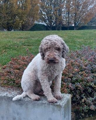 lagotto romagnolo 