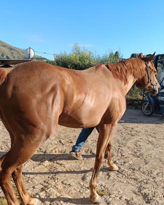 Quarter horse