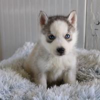 Siberian Husky con pedigree enci