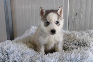 Siberian Husky con pedigree enci