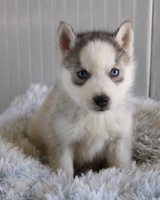 Siberian Husky con pedigree enci