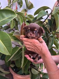 Chihuahua femmina pelo lungo 