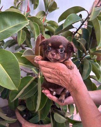 Chihuahua femmina pelo lungo 