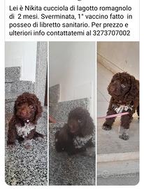 cucciola di lagotto romagnolo