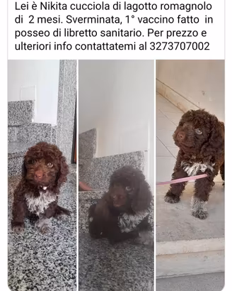 cucciola di lagotto romagnolo