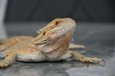 Drago Barbuto