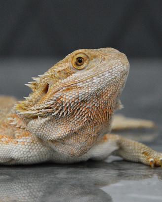 Drago Barbuto