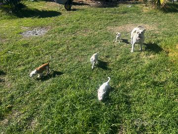 Cuccioli meticci taglia piccola