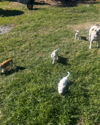 Cuccioli meticci taglia piccola