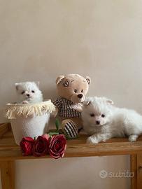 Incrocio volpino italiano - spitz tedesco