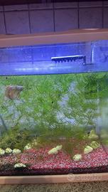 Piante acquatiche