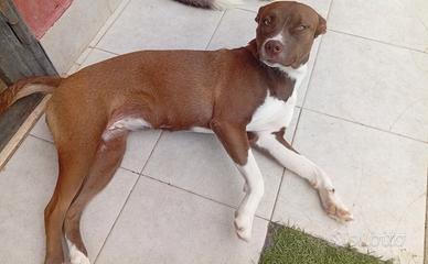 Cagnolina di 1 anno