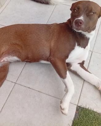 Cagnolina di 1 anno