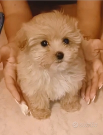 Maltipoo femminuccia