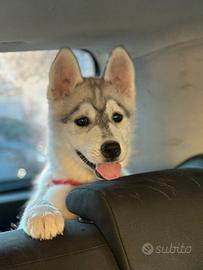 Siberian husky enci