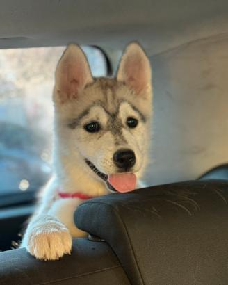 Siberian husky enci