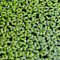 Lemna minor - pianta acquatica galleggiante 